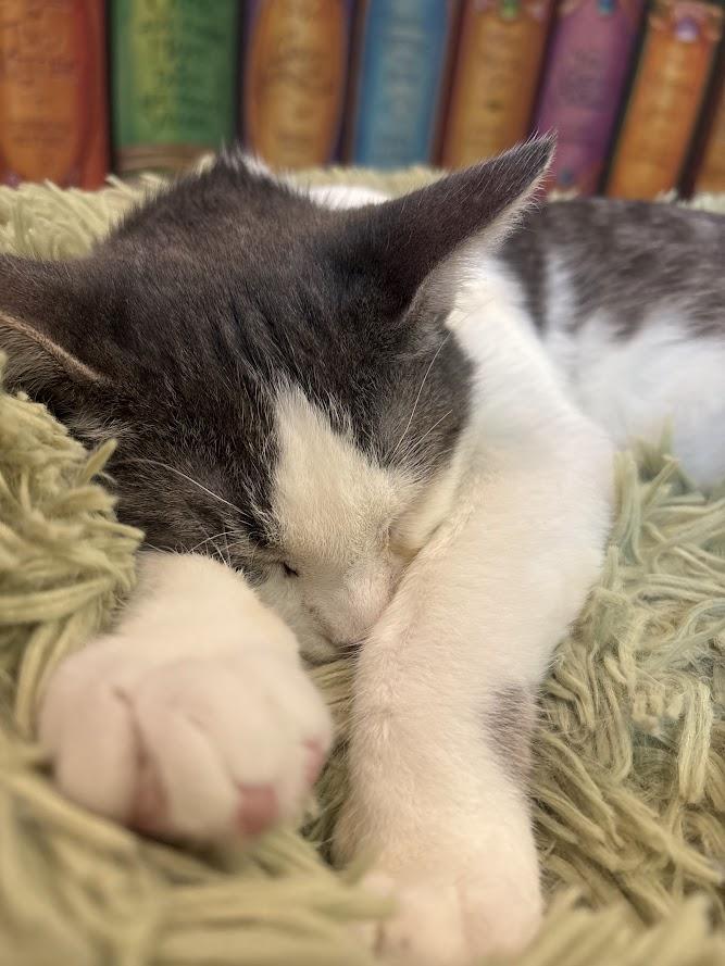Enlarge Finnigan, an adopted Domestic Short Hair in The Colony, TX image 2/6