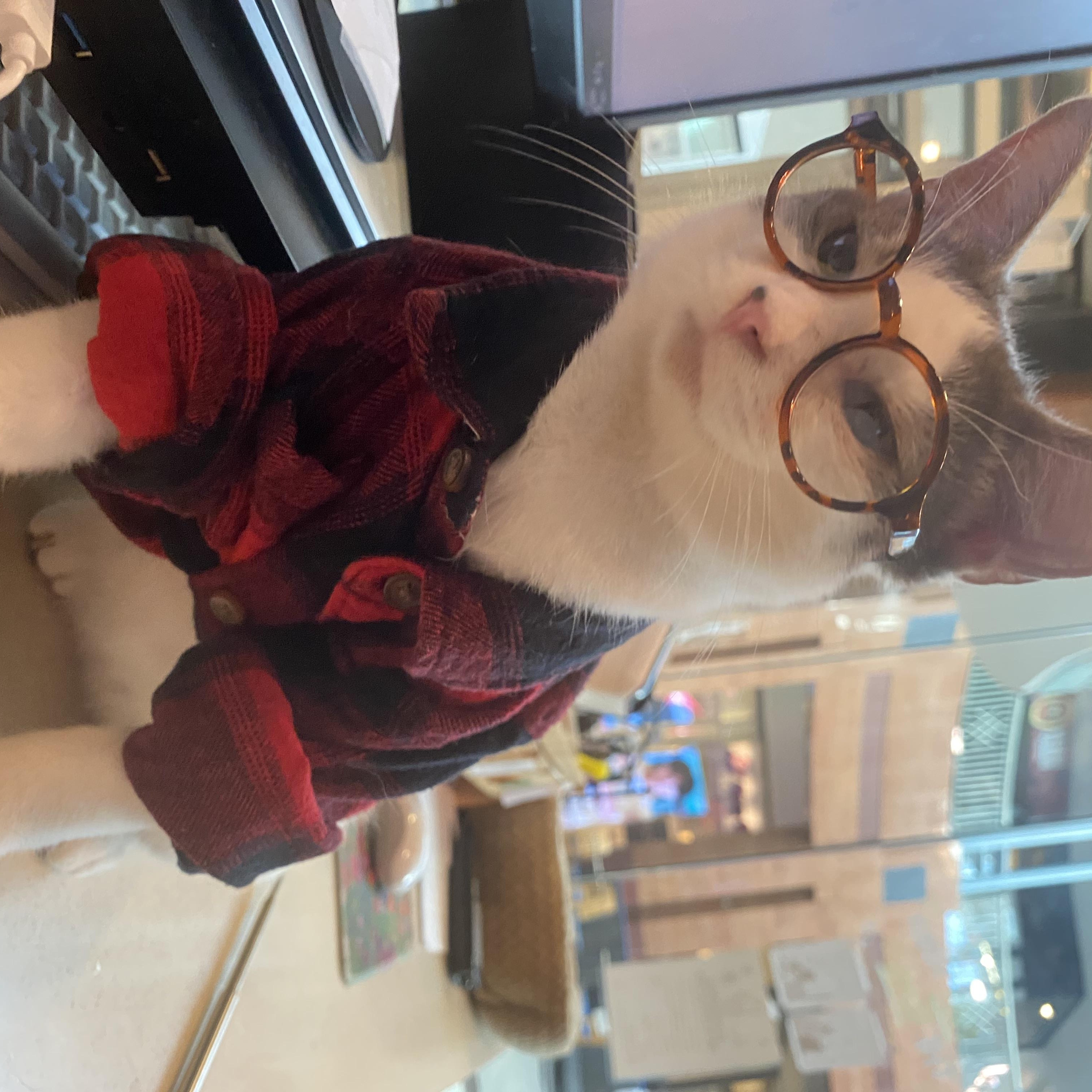 Enlarge Finnigan, an adopted Domestic Short Hair in The Colony, TX image 4/6