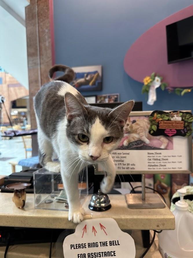 Enlarge Finnigan, an adopted Domestic Short Hair in The Colony, TX image 6/6