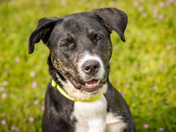 Enlarge Tiffany, a Adoptable mixed breed in Portland, OR image 1/1