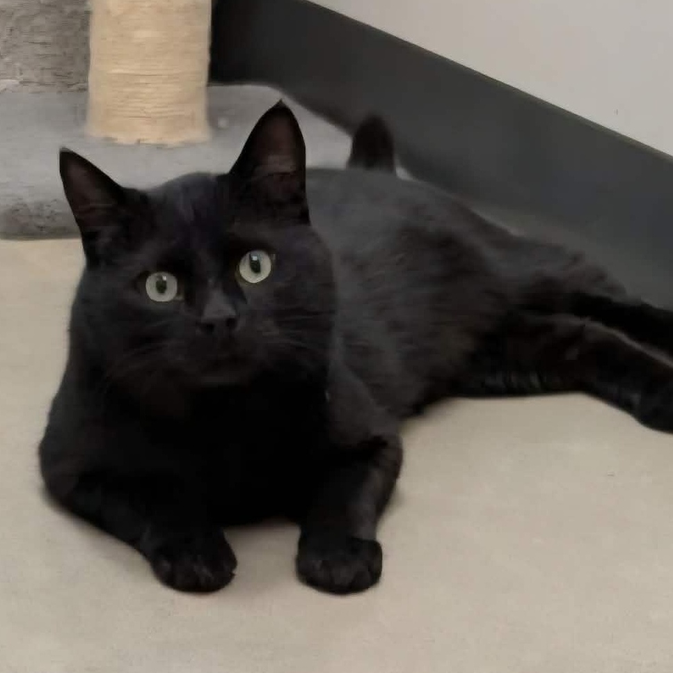 Hank - A Big Gentle Boy!, adopted, Young Male Domestic Short Hair.