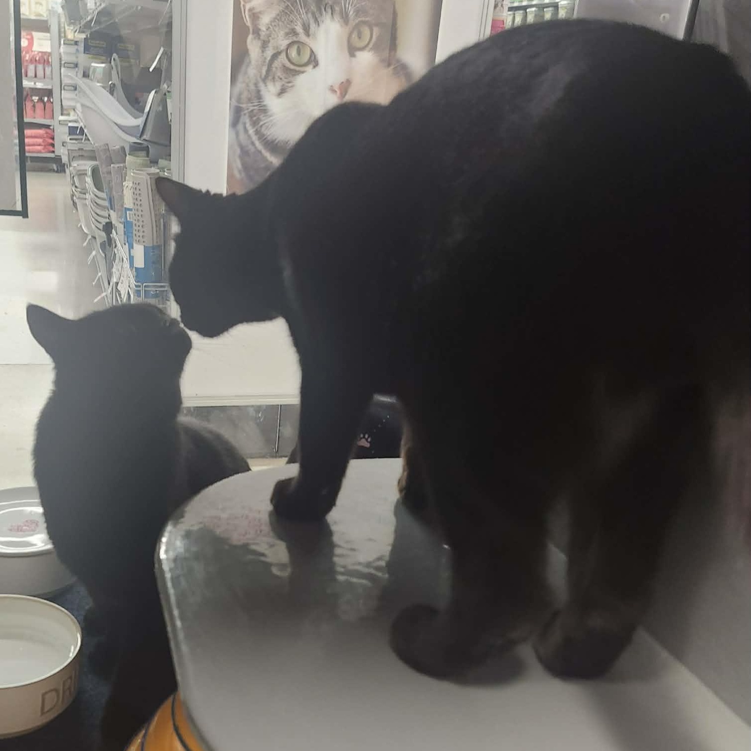 Enlarge Hank - A Big Gentle Boy!, an adopted Domestic Short Hair in Hamilton, ON image 6/6