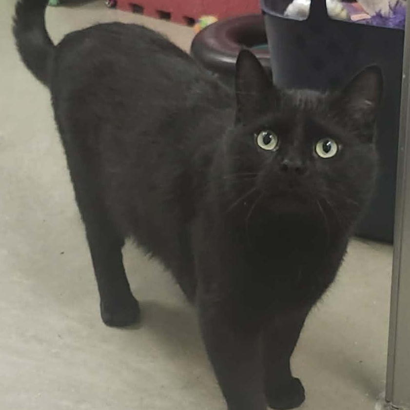 Enlarge Hank - A Big Gentle Boy!, an adopted Domestic Short Hair in Hamilton, ON image 2/6