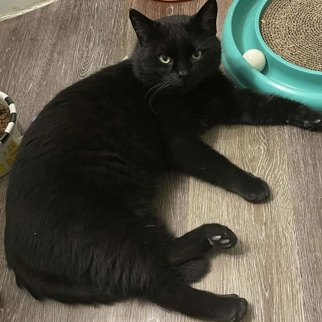 Enlarge Hank - A Big Gentle Boy!, an adopted Domestic Short Hair in Hamilton, ON image 5/6