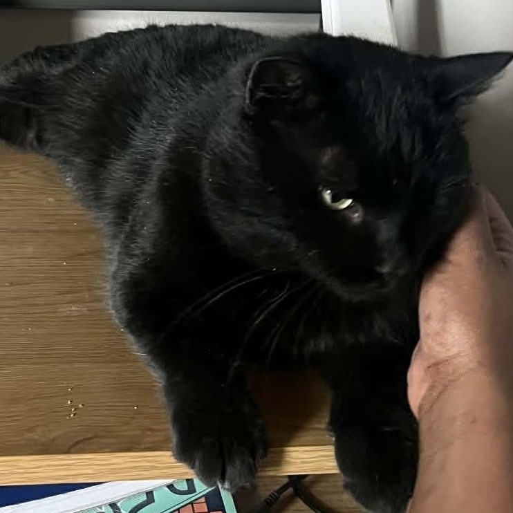 Enlarge Hank - A Big Gentle Boy!, an adopted Domestic Short Hair in Hamilton, ON image 4/6