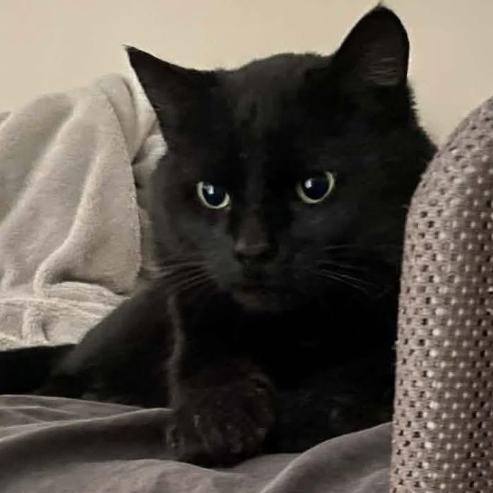 Enlarge Hank - A Big Gentle Boy!, an adopted Domestic Short Hair in Hamilton, ON image 3/6