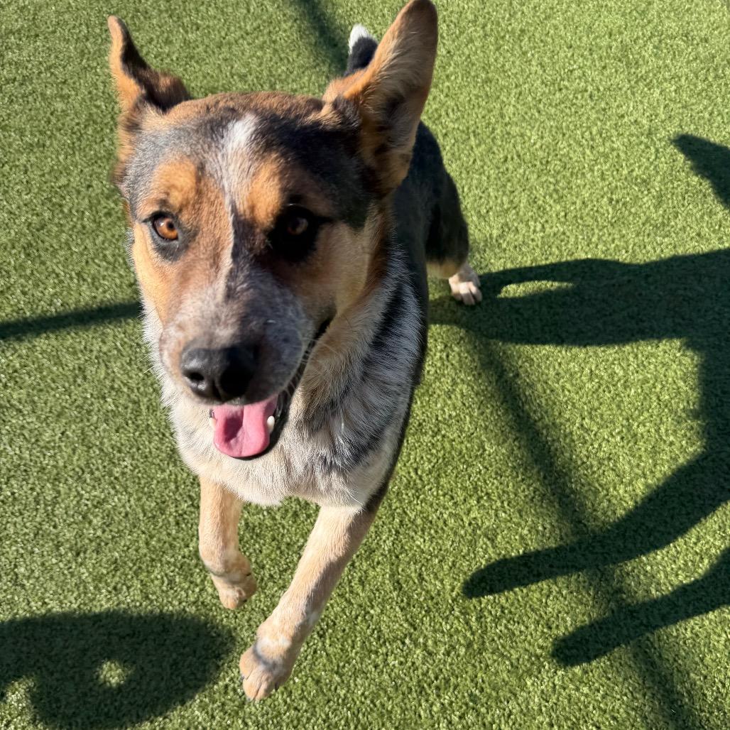 Larry, a Adoptable mixed breed in Cody, WY image 2/6