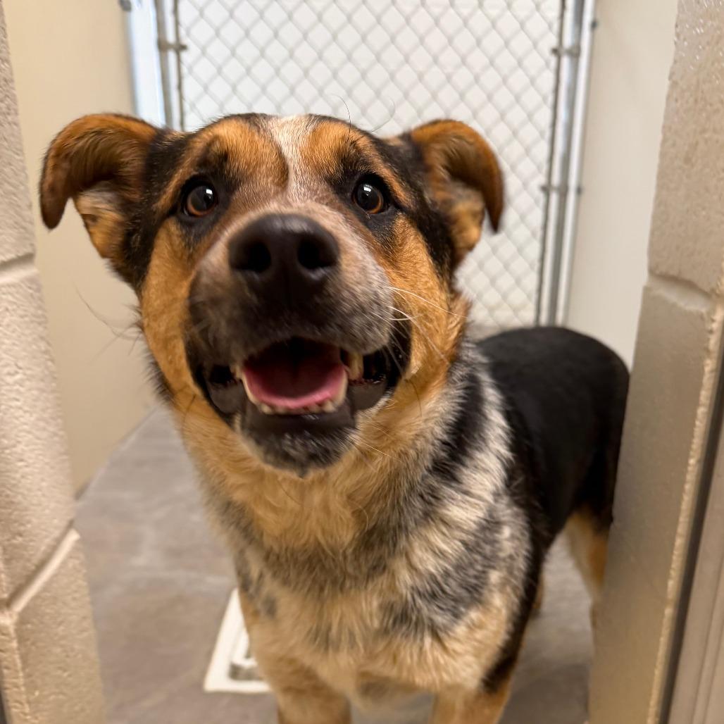 Larry, a Adoptable mixed breed in Cody, WY image 4/6