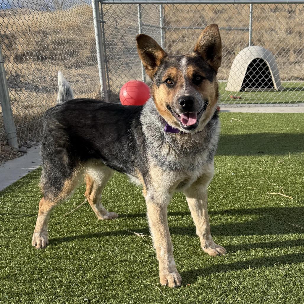 Larry, a Adoptable mixed breed in Cody, WY image 5/6