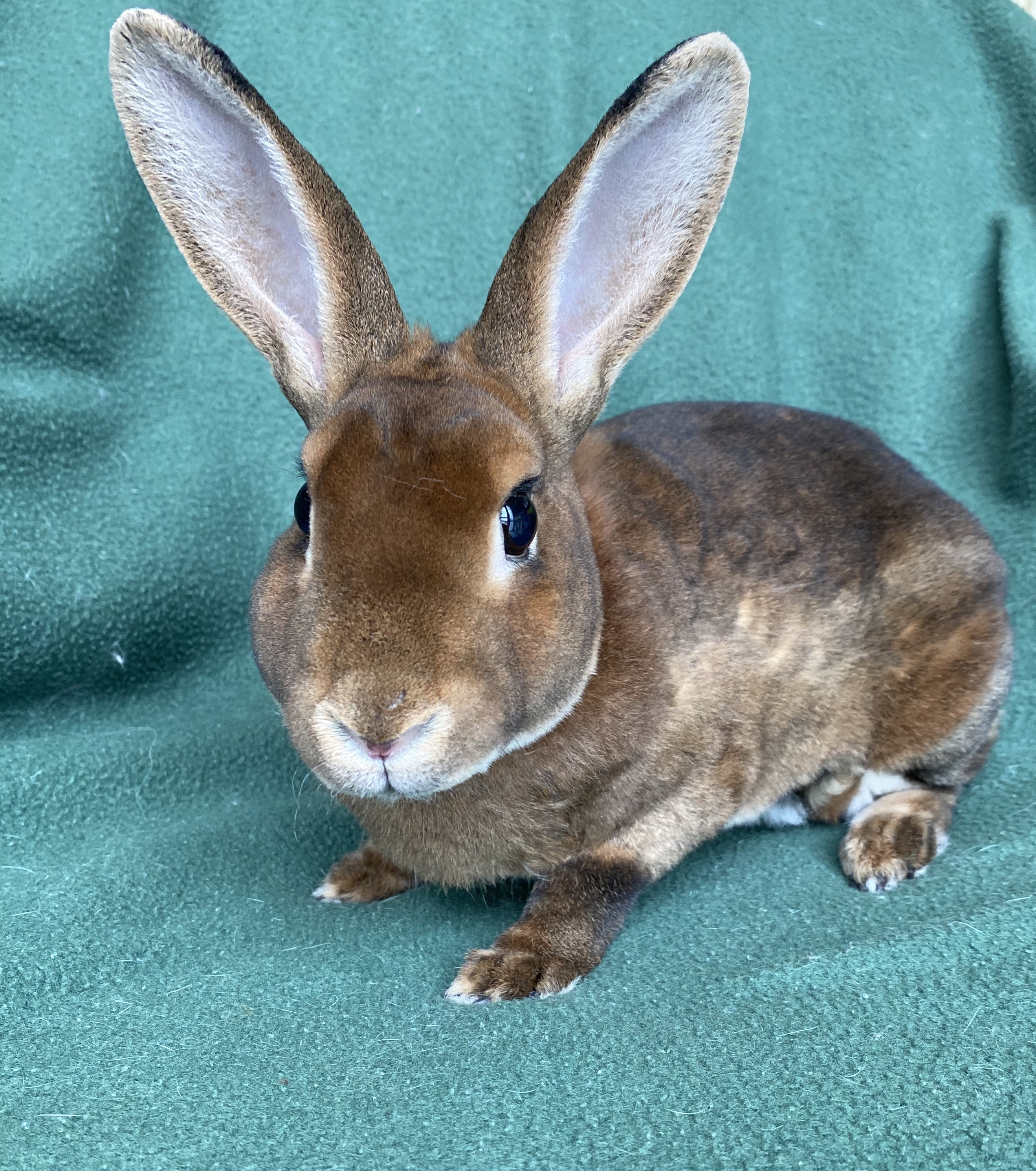 Kinsey *In Foster Care*