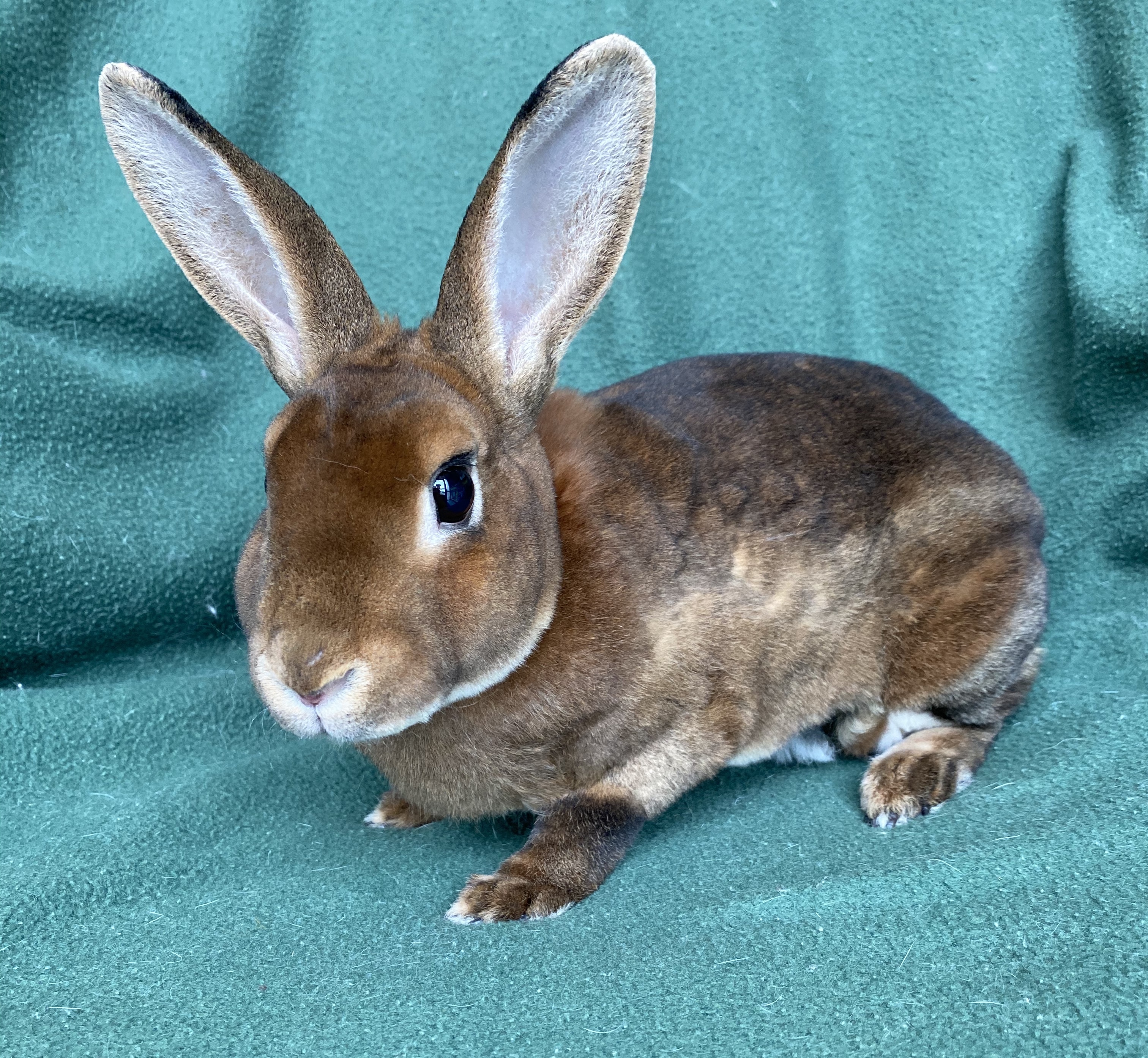 Kinsey *In Foster Care*, Adult Female unknown