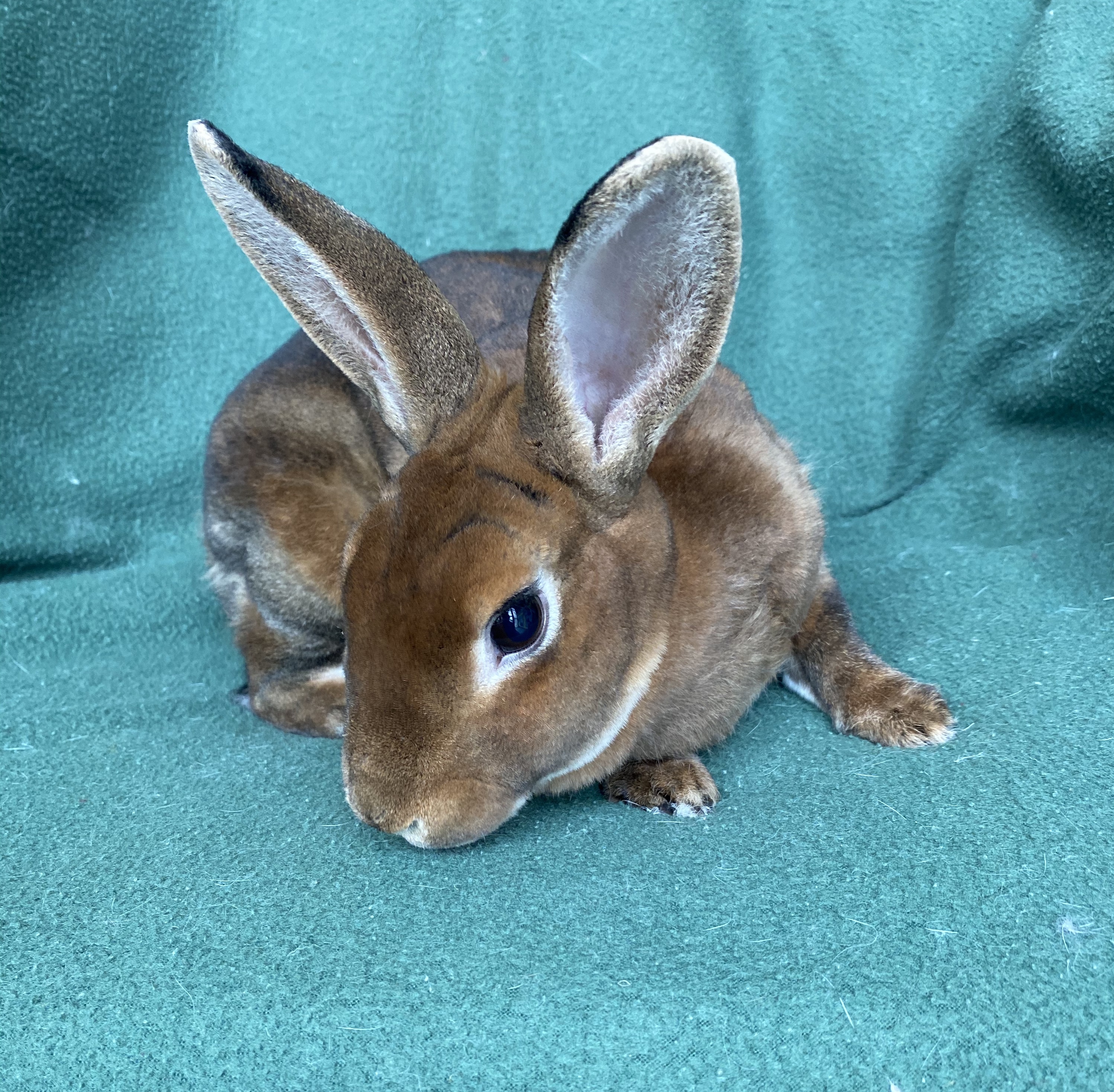 Kinsey *In Foster Care*