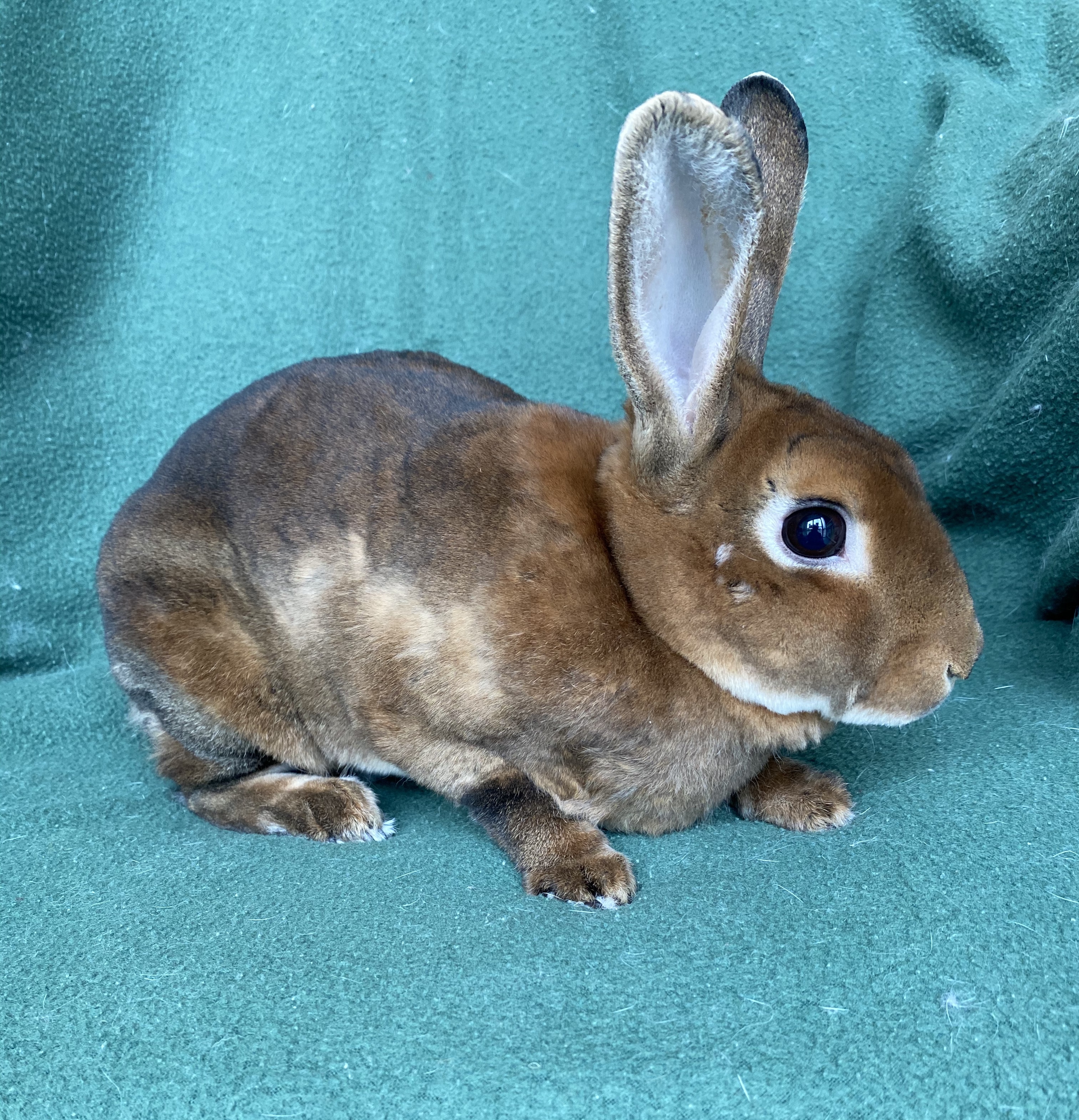 Kinsey *In Foster Care*