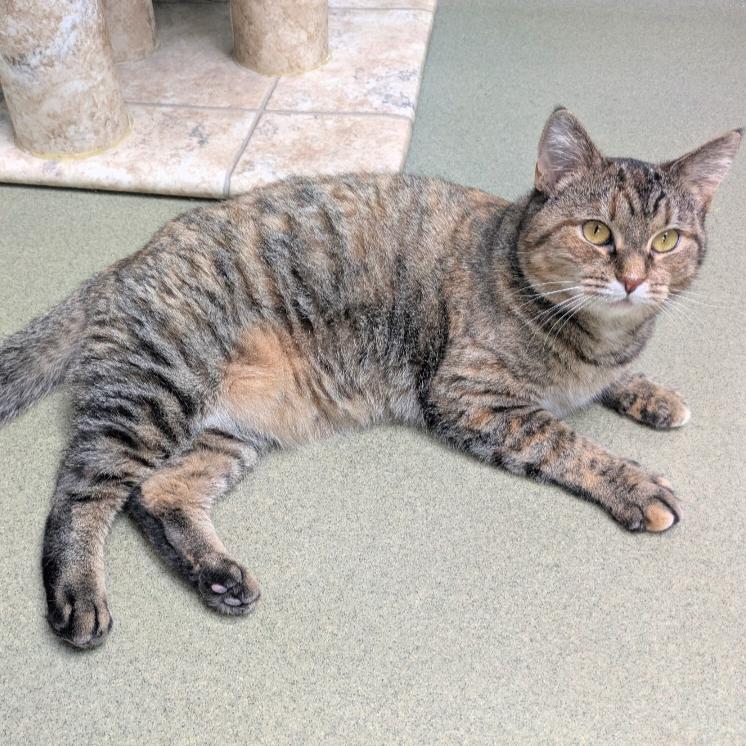 Cinnamon, Adoptable, Adult Female Domestic Short Hair.