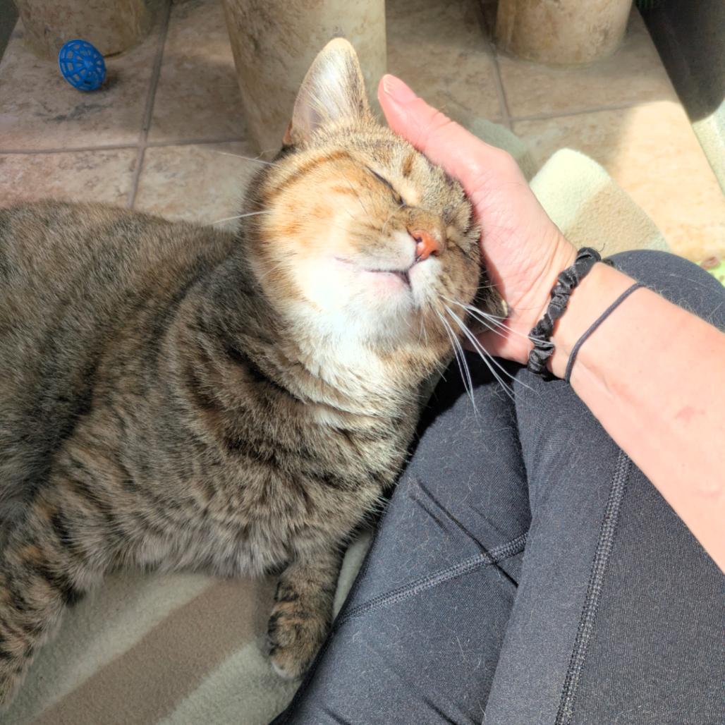 Enlarge Cinnamon, a Adoptable Domestic Short Hair in Ashland, MA image 2/4