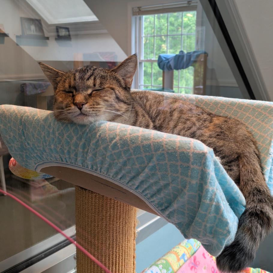 Enlarge Cinnamon, a Adoptable Domestic Short Hair in Ashland, MA image 3/4