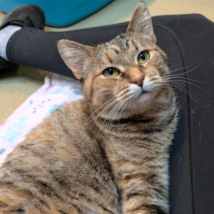 Enlarge Cinnamon, a Adoptable Domestic Short Hair in Ashland, MA image 4/4