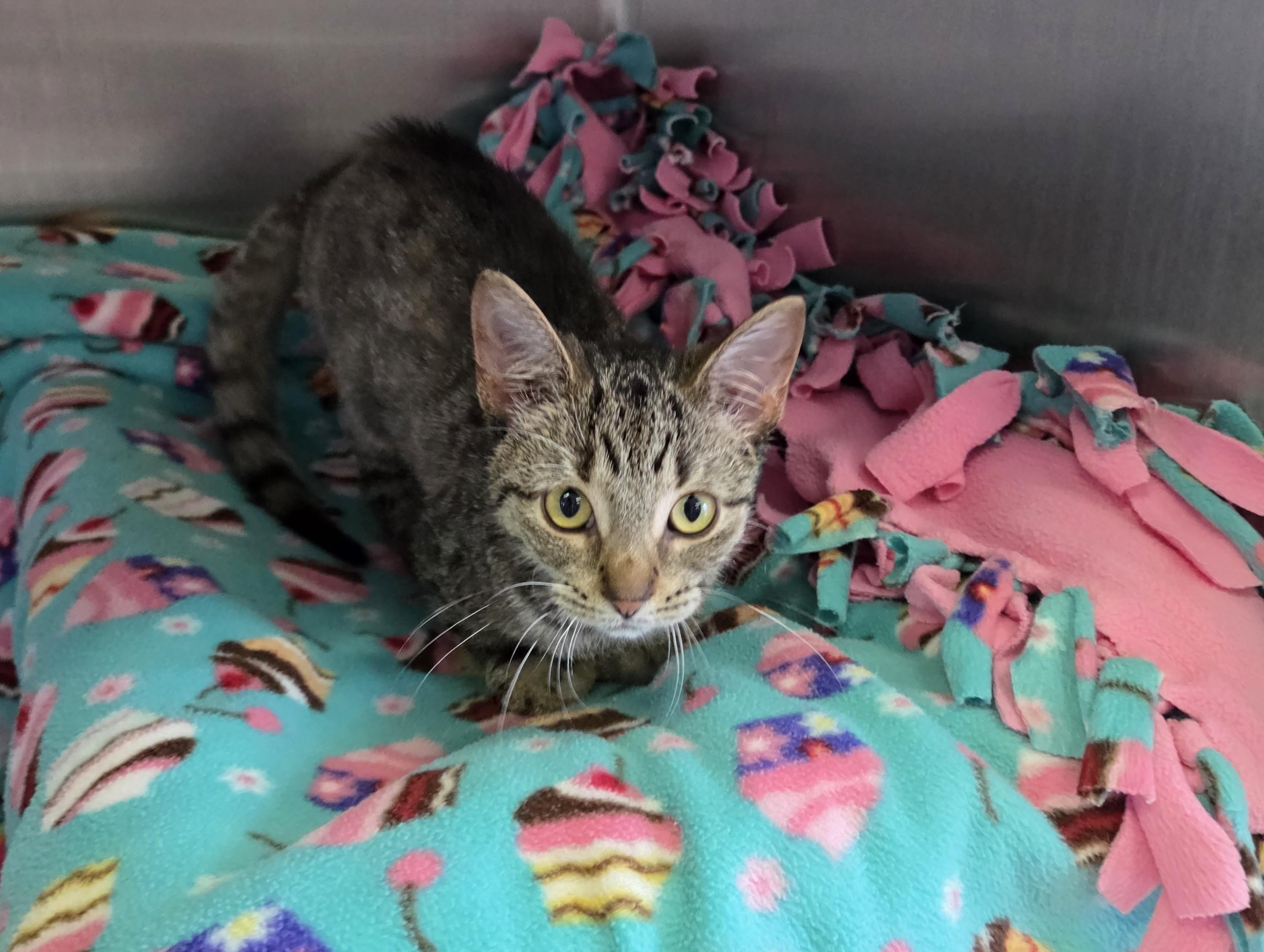 Enlarge Mora, a Adopted mixed breed in Lexington, MI image 2/4