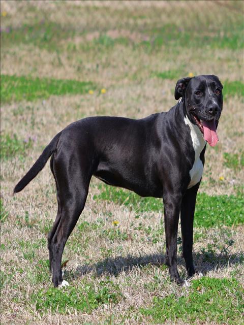 Enlarge LOLA, a Adoptable mixed breed in Appling, GA image 1/1