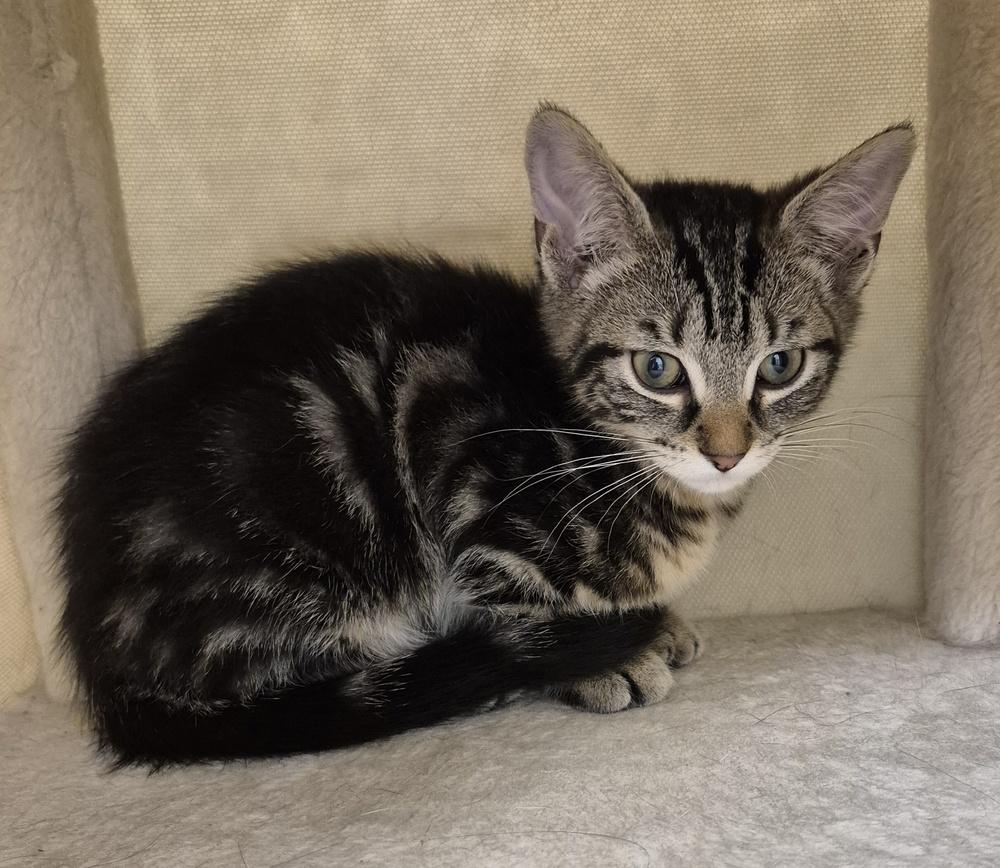 Junie, Adoptable, Kitten Female Domestic Short Hair.