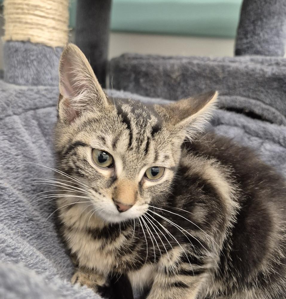 Enlarge Junie, a Adoptable mixed breed in South Bend, IN image 2/6