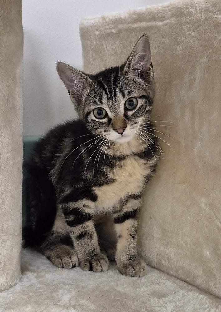 Enlarge Junie, a Adoptable mixed breed in South Bend, IN image 3/6