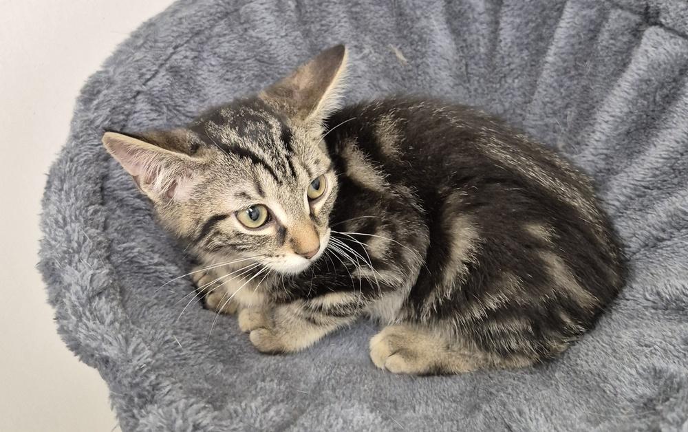Enlarge Junie, a Adoptable mixed breed in South Bend, IN image 4/6