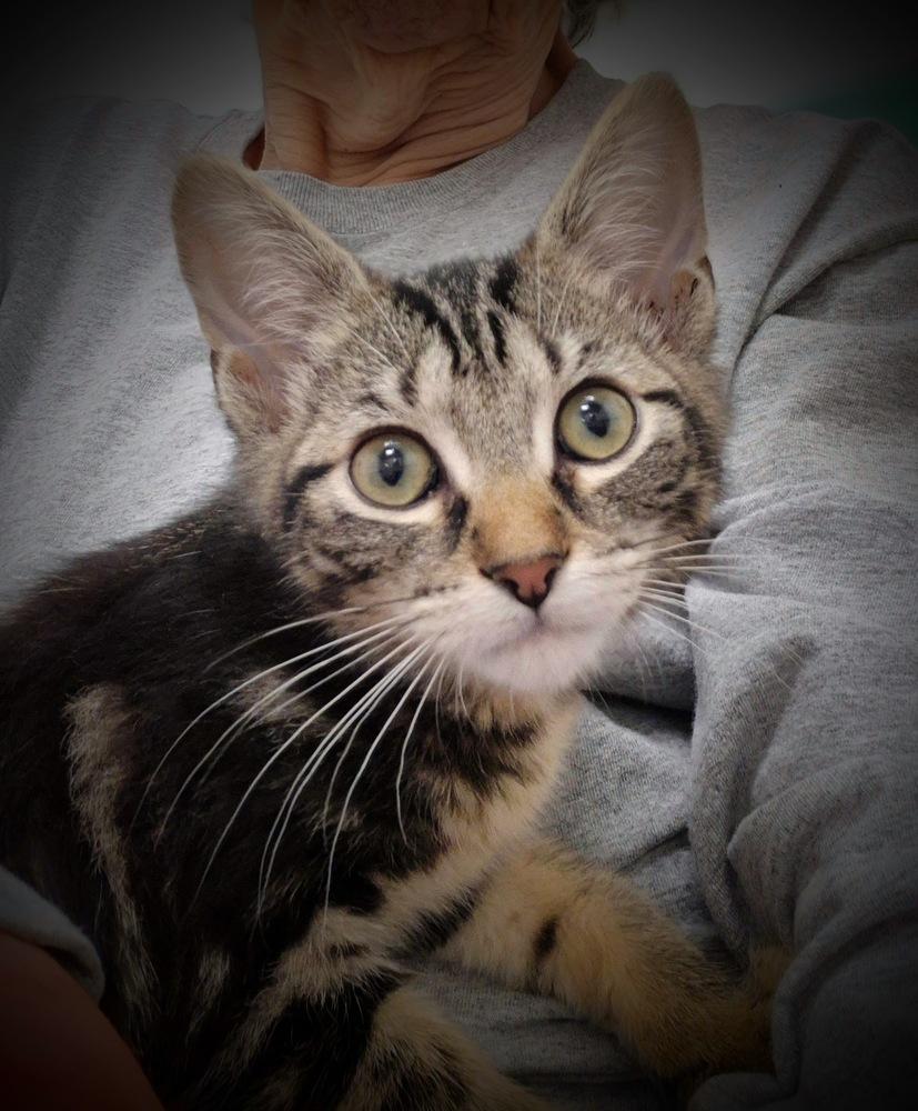 Enlarge Junie, a Adoptable mixed breed in South Bend, IN image 5/6