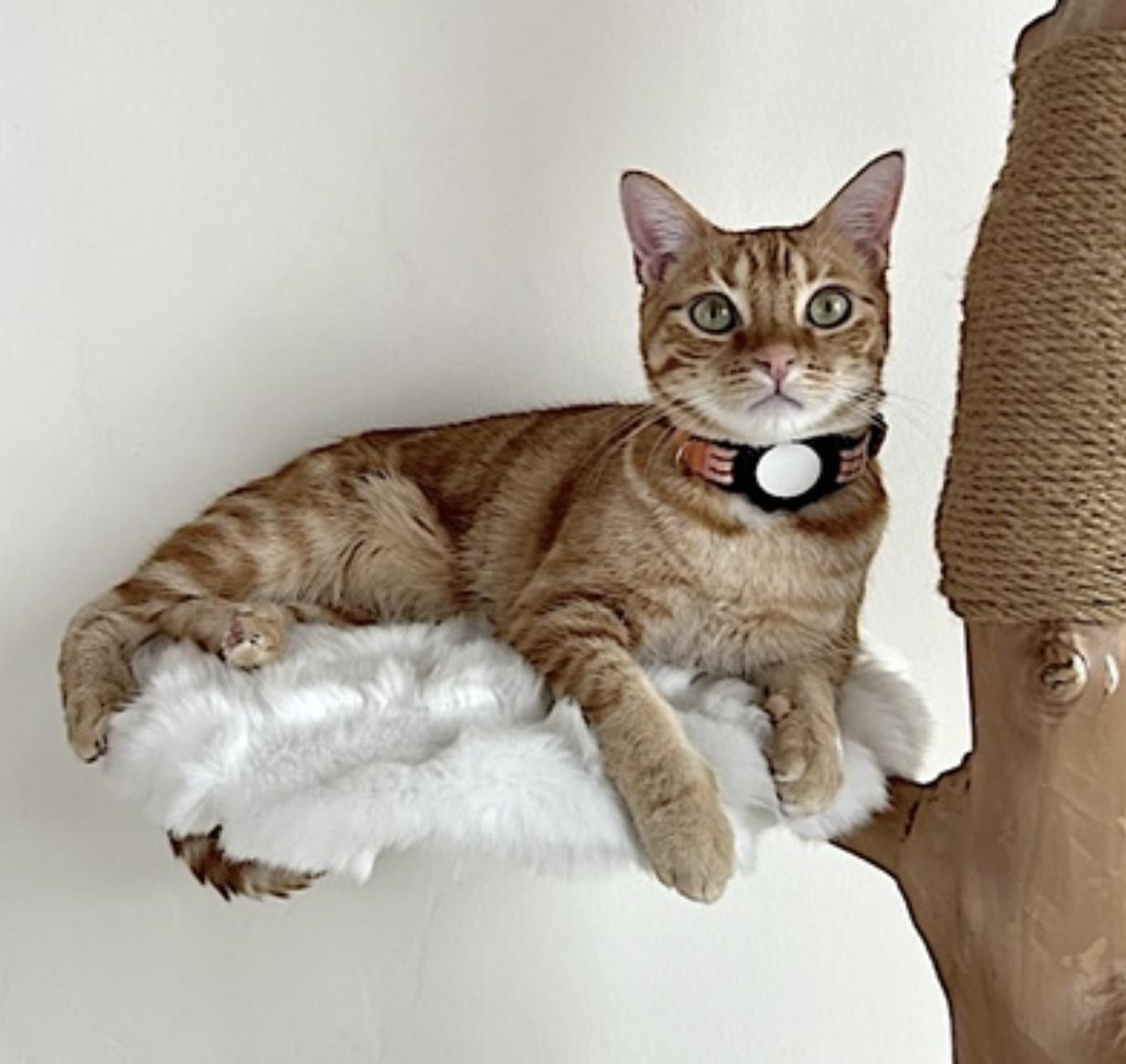 Luna, an adopted Domestic Short Hair in San Francisco, CA image 4/6