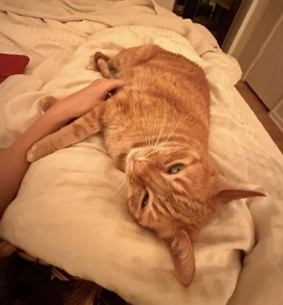 Luna, an adopted Domestic Short Hair in San Francisco, CA image 5/6