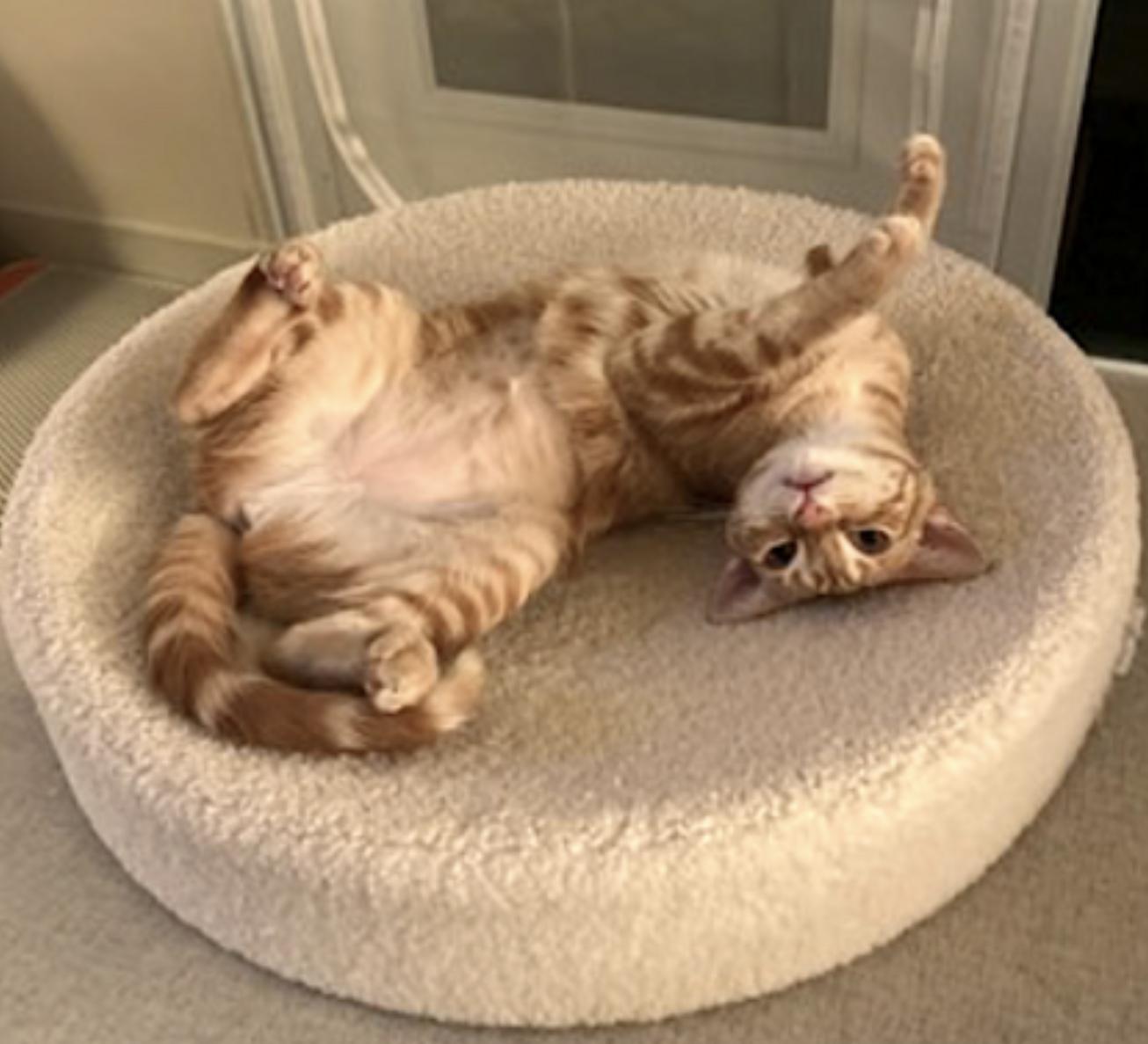Luna, an adopted Domestic Short Hair in San Francisco, CA image 2/6