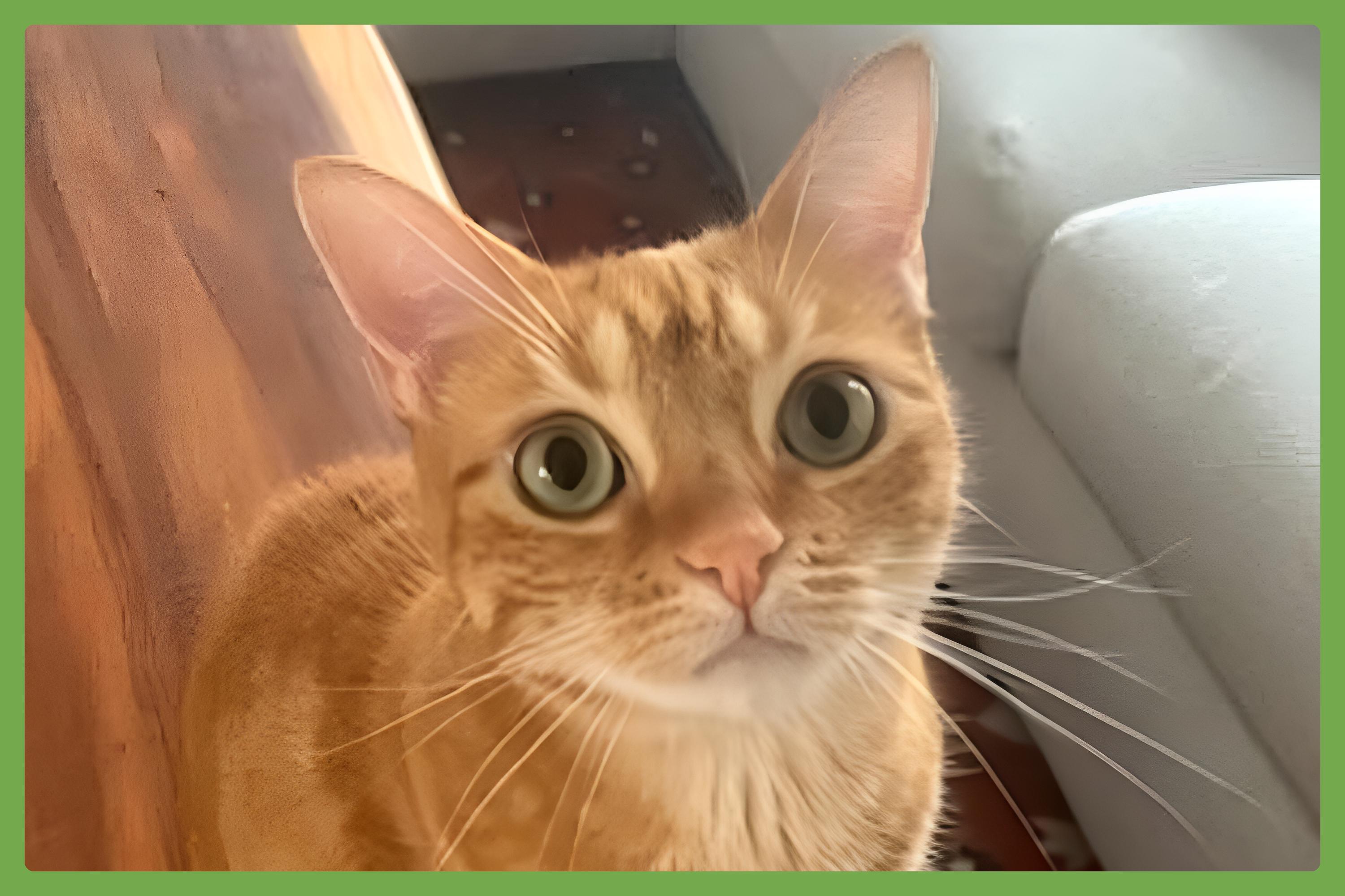 Luna, an adopted Domestic Short Hair in San Francisco, CA image 1/6