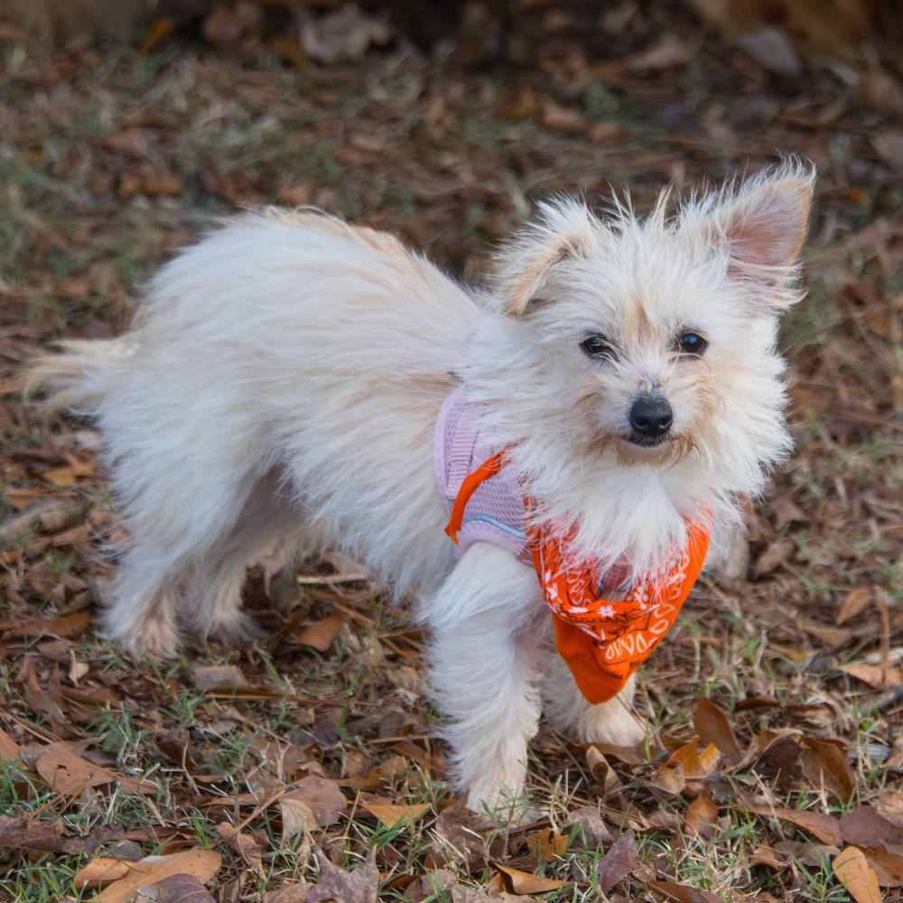 Puff, Adoptable, Puppy Male Terrier.