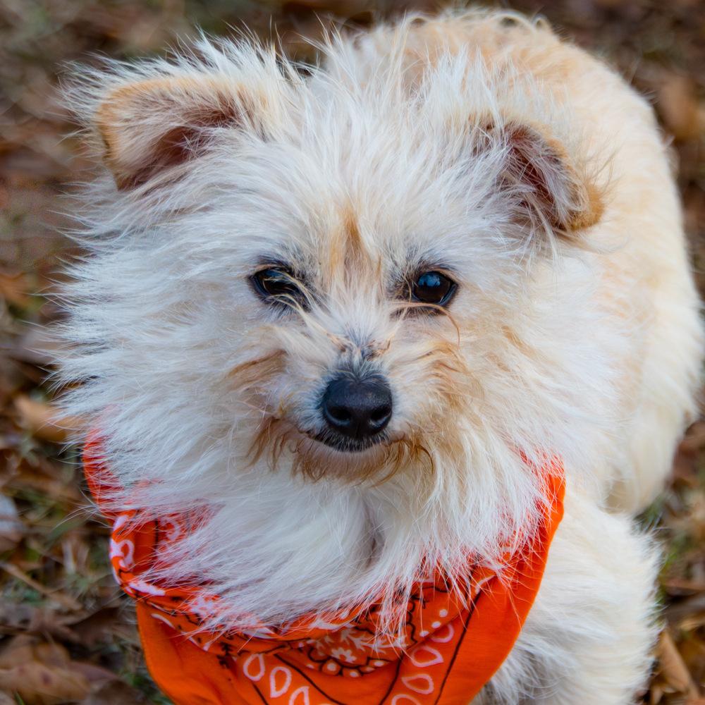 Enlarge Puff, a Adoptable mixed breed in Marietta, GA image 2/6