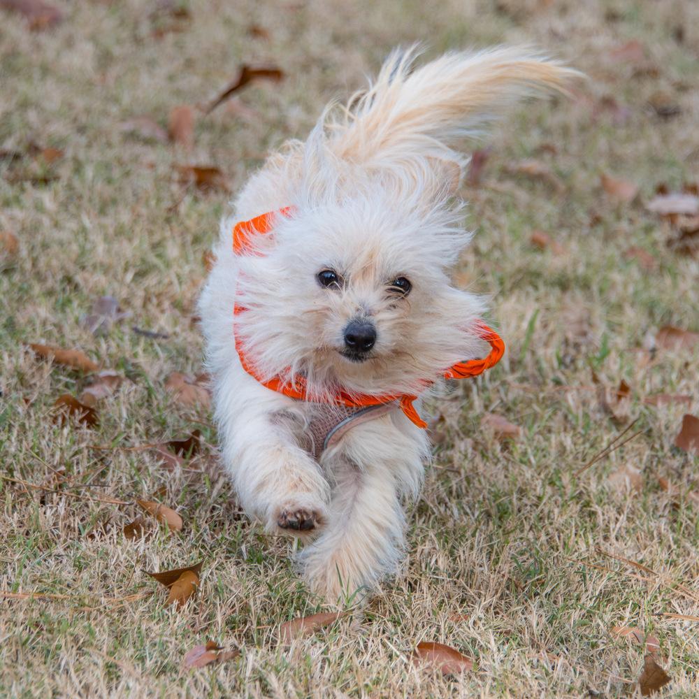 Enlarge Puff, a Adoptable mixed breed in Marietta, GA image 3/6