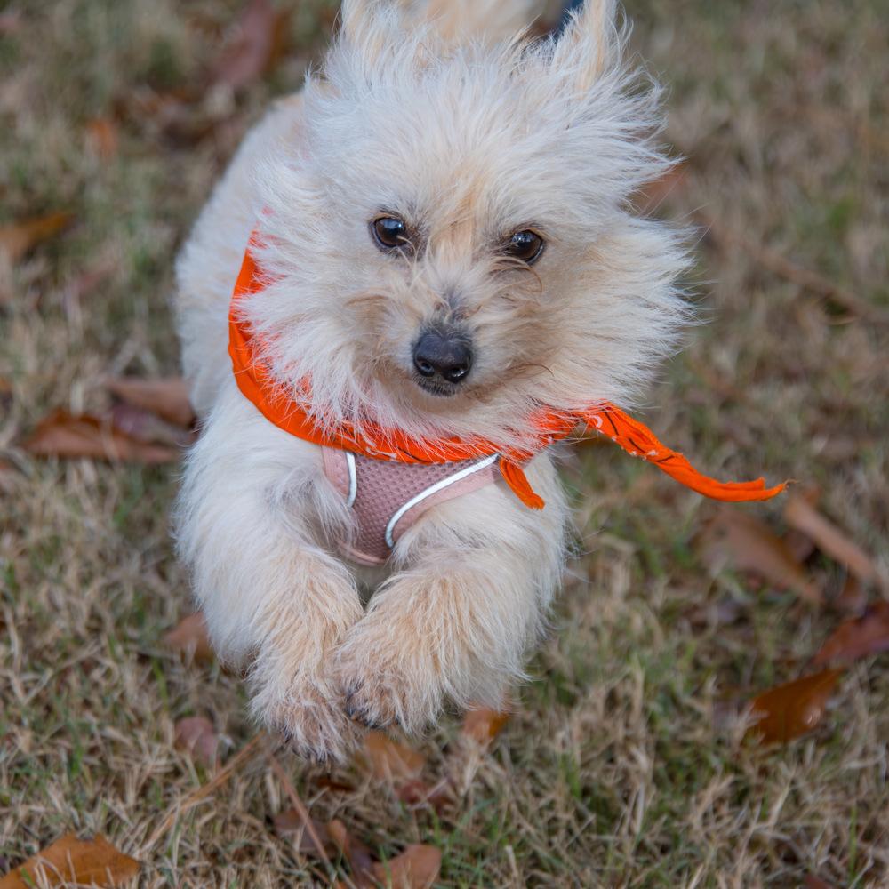Enlarge Puff, a Adoptable mixed breed in Marietta, GA image 4/6