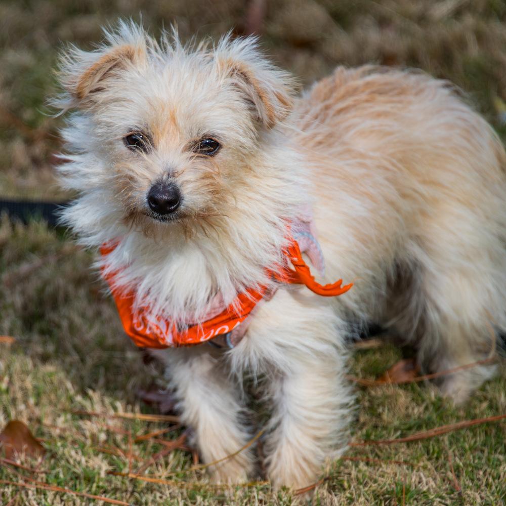Enlarge Puff, a Adoptable mixed breed in Marietta, GA image 5/6
