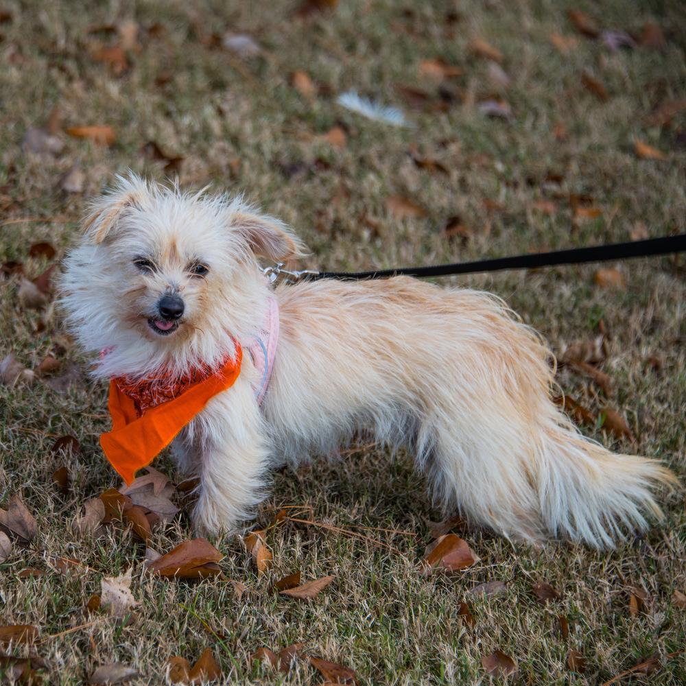 Enlarge Puff, a Adoptable mixed breed in Marietta, GA image 6/6