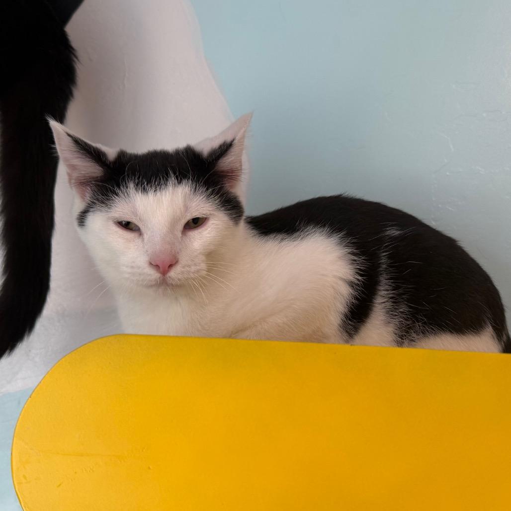 Neo, Adoptable, Young Male Domestic Short Hair.