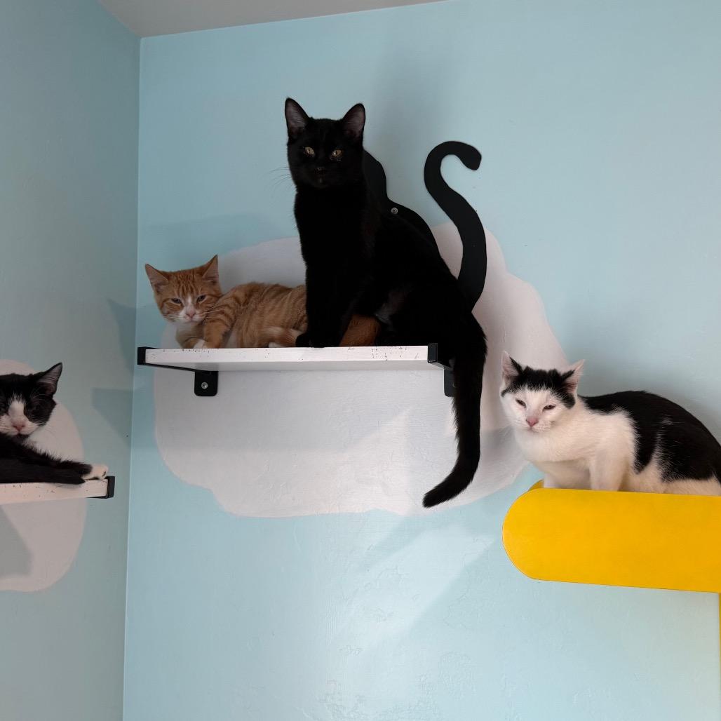 Neo, a Adoptable Domestic Short Hair in Cedaredge, CO image 2/6