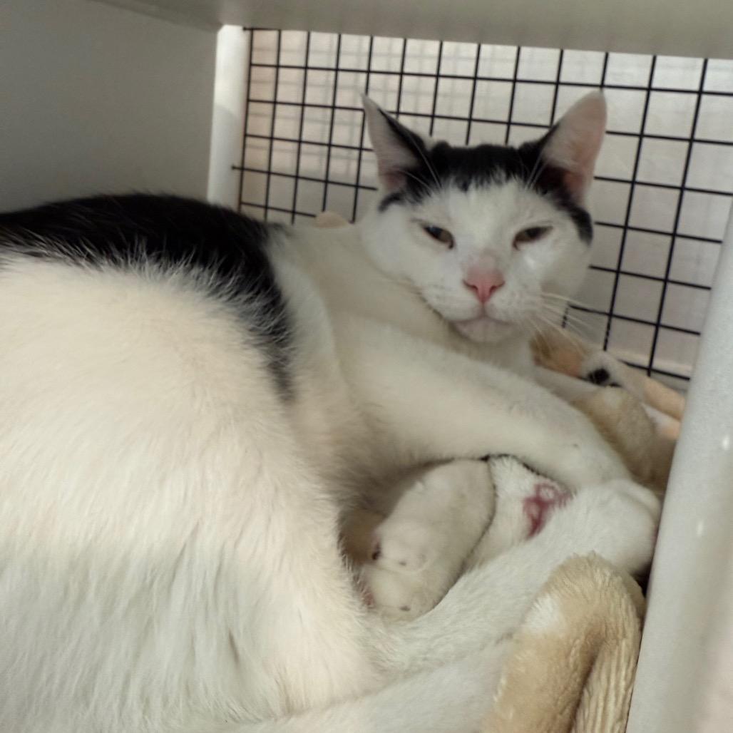 Neo, a Adoptable Domestic Short Hair in Cedaredge, CO image 3/6