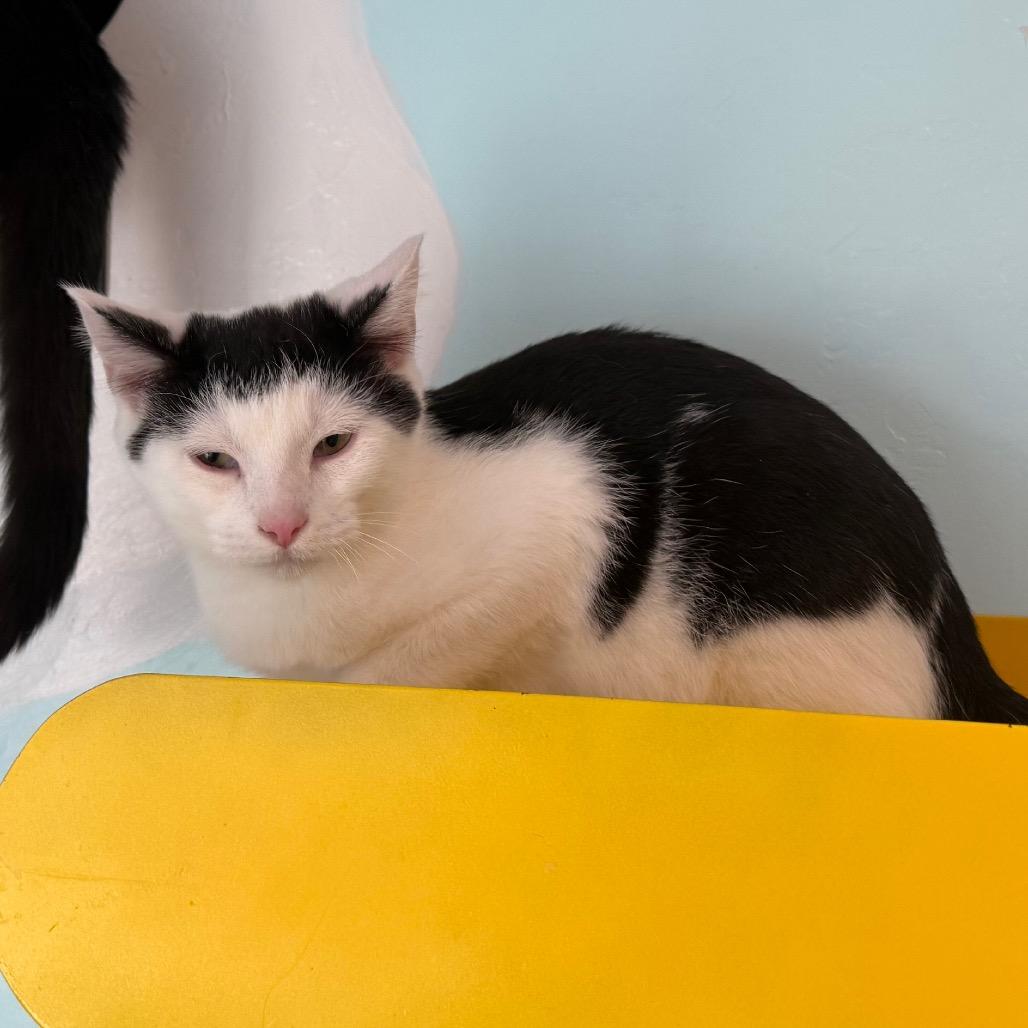 Neo, a Adoptable Domestic Short Hair in Cedaredge, CO image 4/6