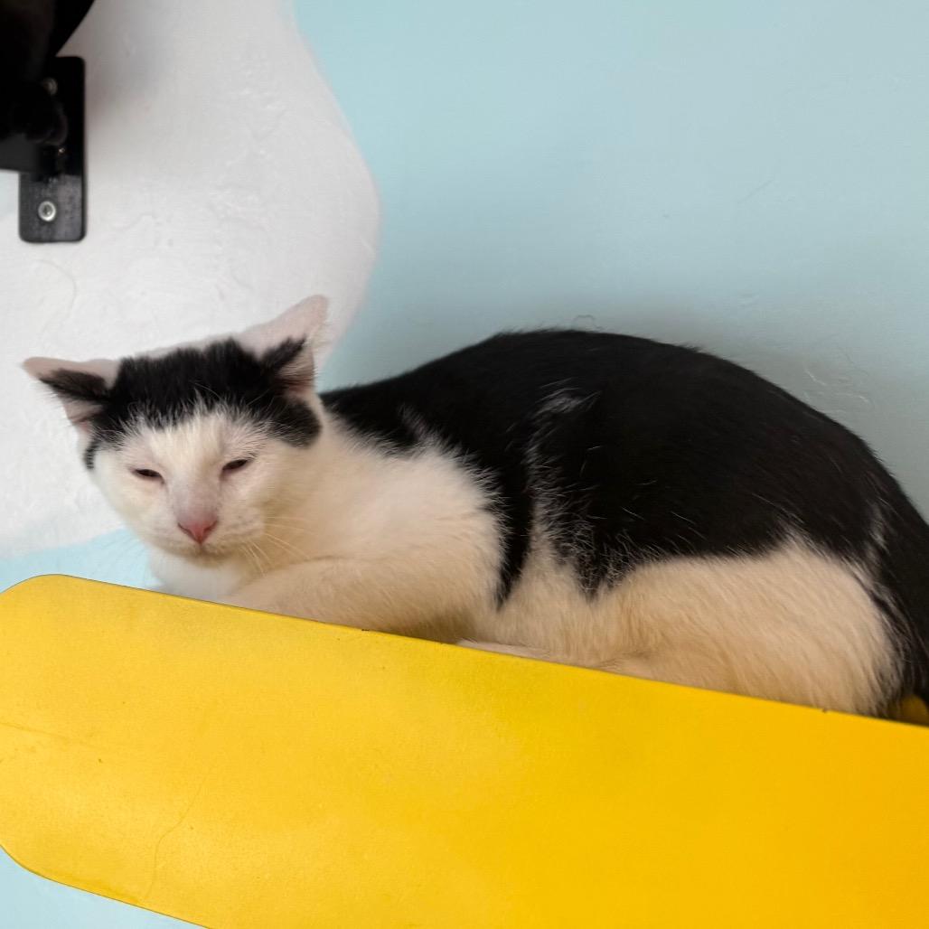 Neo, a Adoptable Domestic Short Hair in Cedaredge, CO image 5/6