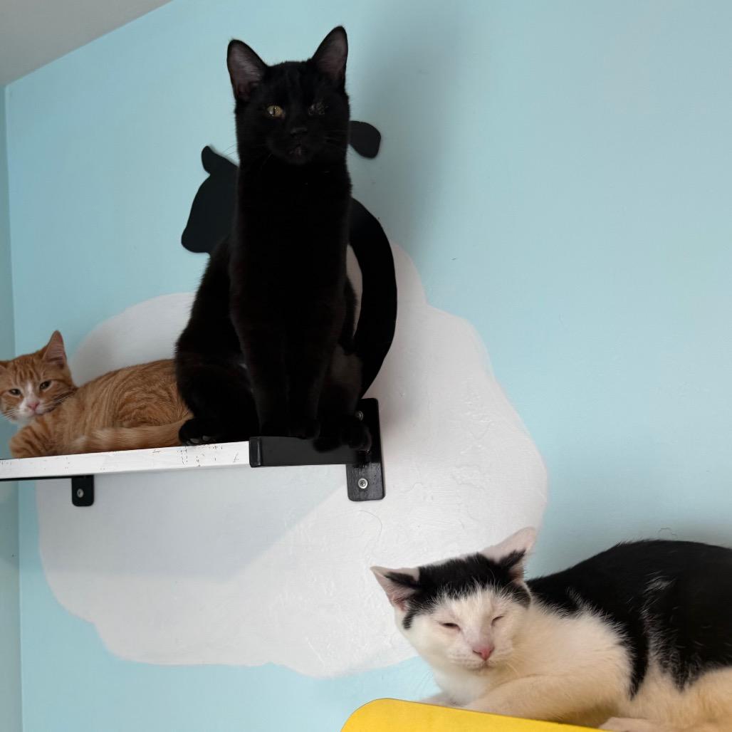 Neo, a Adoptable Domestic Short Hair in Cedaredge, CO image 6/6