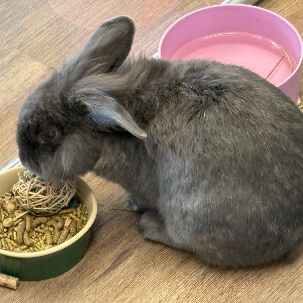 Dorian, Adoptable, Young Male Lionhead.