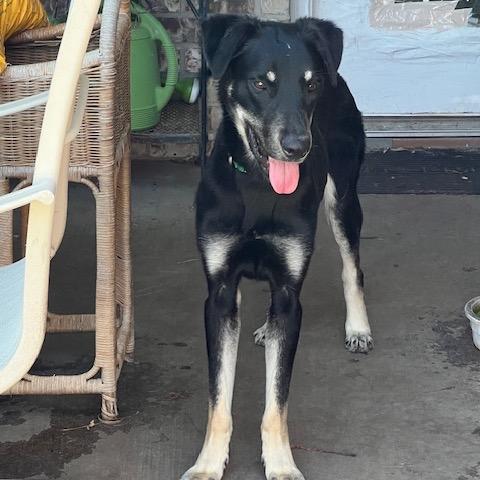 Max, a Adoptable mixed breed in Oxford, ME image 2/6