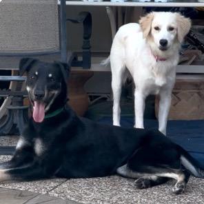 Max, a Adoptable mixed breed in Oxford, ME image 4/6