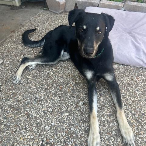 Max, a Adoptable mixed breed in Oxford, ME image 5/6