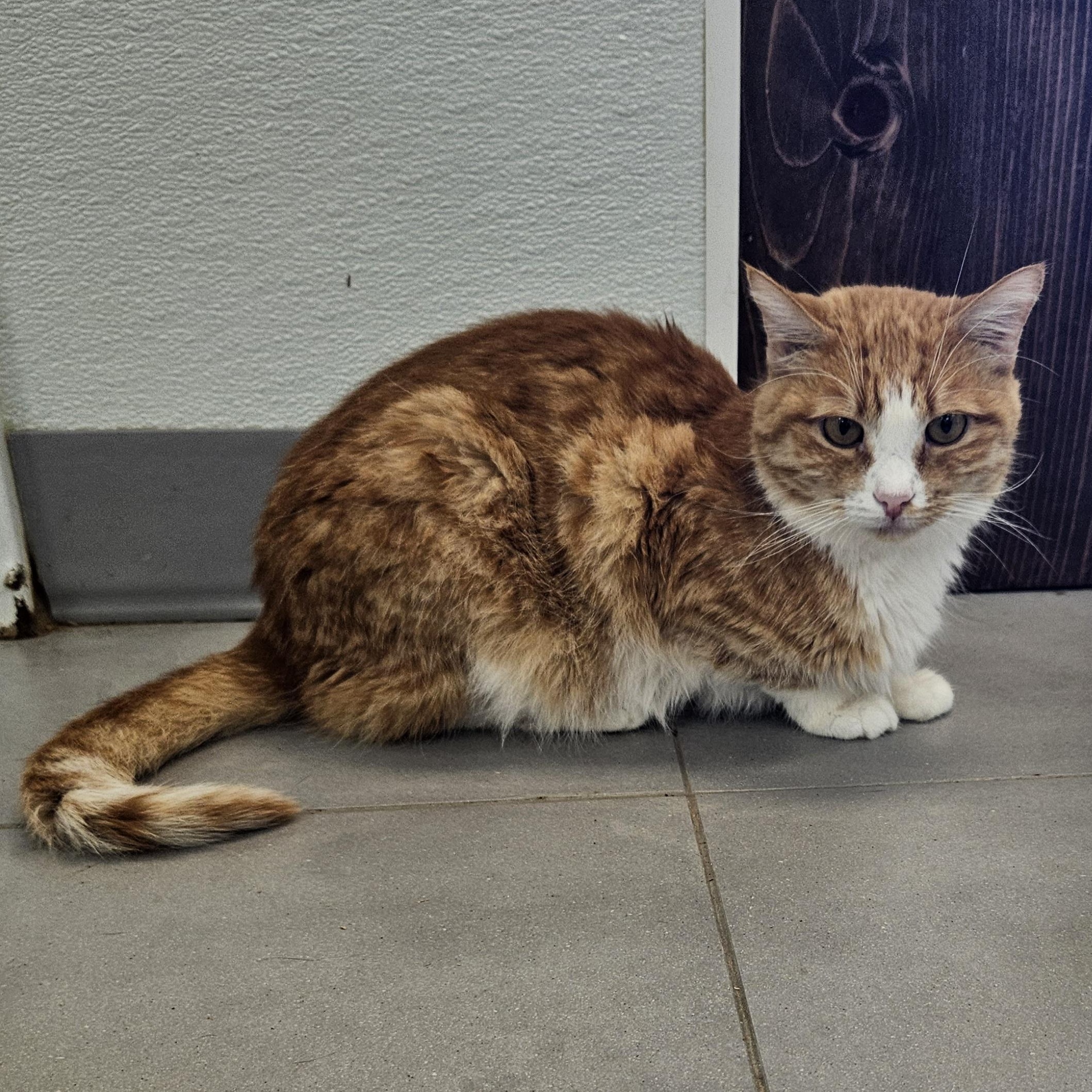 Jesse, Adult Female Domestic Medium Hair