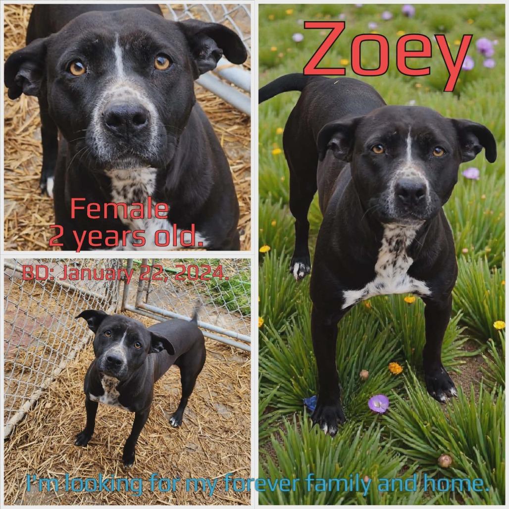 Zoey — thumbnail 2